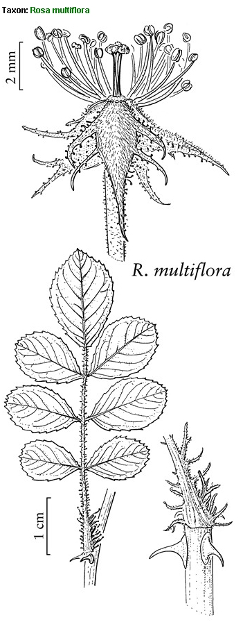 cv ''Inermis'' di Rosa multiflora